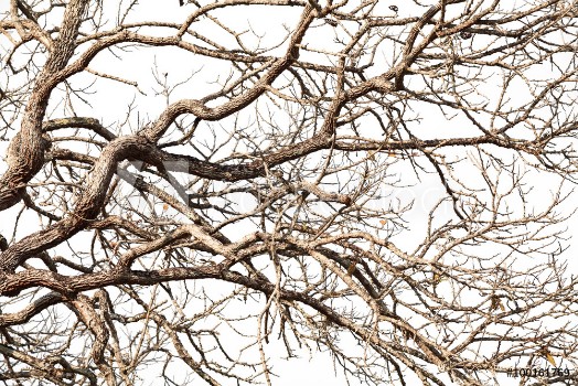 Picture of Tree twigs with bare trunks and branches